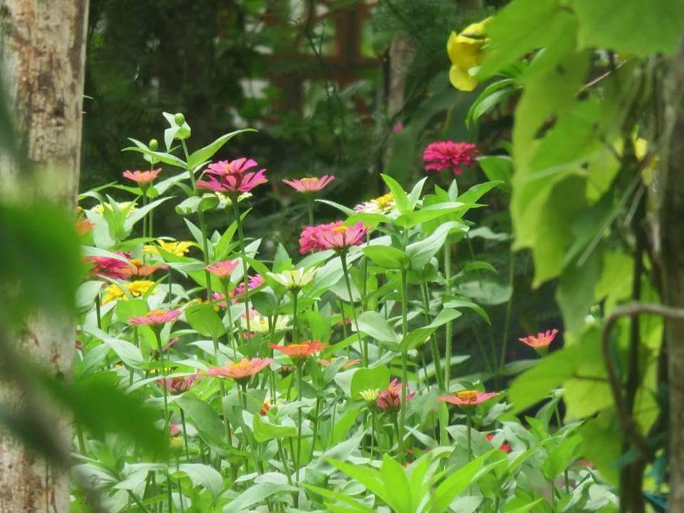 Bach Cuc Homestay Long Hải Extérieur photo